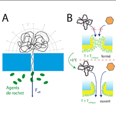 illustration _c_ F. Montel et al.