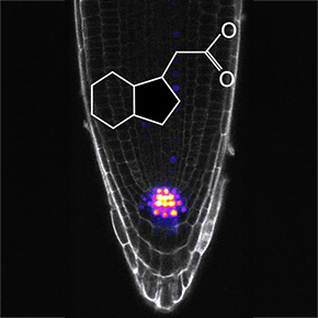 En savoir plus sur Décryptage du code permettant à l’auxine, une hormone végétale, d’orchestrer le développement des plantes