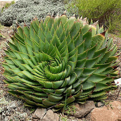 Plante © Stan Shebs via Wikimedia Commons