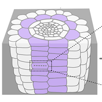 Illustration de la division des cellules