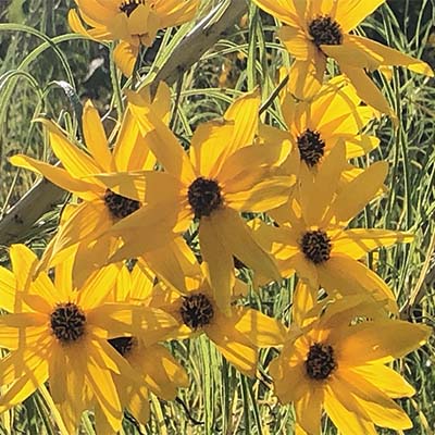 Fleurs du jardin de l'ENS de Lyon