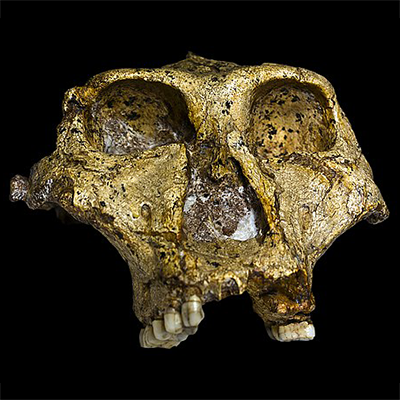 Crâne de Paranthropus Robustus
