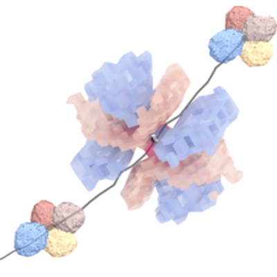 Motif quadrupolaire lors d’un réarrangement topologique