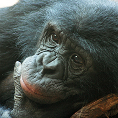 Chimpanzé qui se tient le menton
