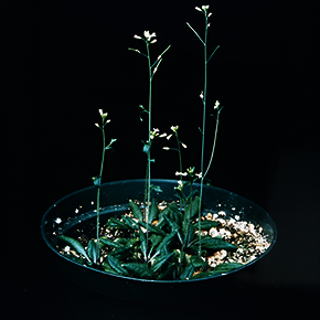 Plantes en mode survie dans un pot