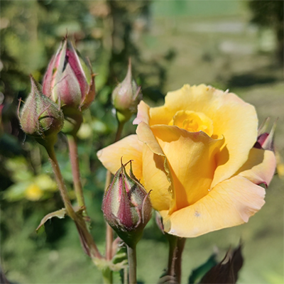 Rosier jaune en fleur