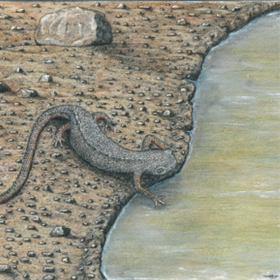 Une salamandre au bord de l'eau