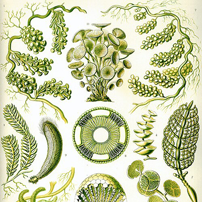 Algues vertes