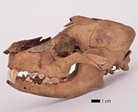 Crâne et mandibule de chien provenant du site néolithique de Bercy (Paris, ca. 4000 av. J.-C.)