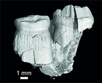 Reconstruction, à partir de données CT-scans, de dents appartenant à L. sigogneaurussellae.