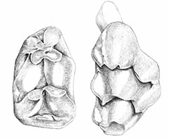Dessin d'artiste des molaires supérieure et inférieure de la souris 
