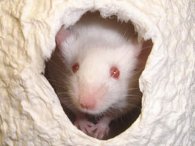 souris