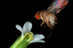Drosophile et fleur d'Arabidopsis thaliana