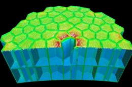 Modélisation de l'effet d’une ablation cellulaire dans l'épiderme des plantes