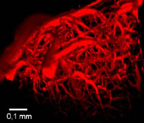 Image du système vasculaire cérébral d’une souris obtenue par microscopie biphotonique en 3D avec ajout du colorant Lem-PHEA