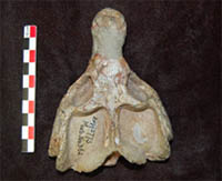 Crâne du thérapside cynodonte Diademodon sp. provenant du Trias Moyen d’Afrique du Sud