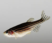 Poisson zèbre