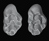Morphologies comparées des premières molaires supérieures d'une souris de type sauvage (à gauche) et d'une souris transgénique portant une surexpression du gène Edar (à droite)