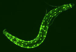 Vers Caenorhabditis elegans, un marqueur fluorescent indique les noyaux des cellules musculaires, dont la dégénérescence est ralentie par la restriction calorique