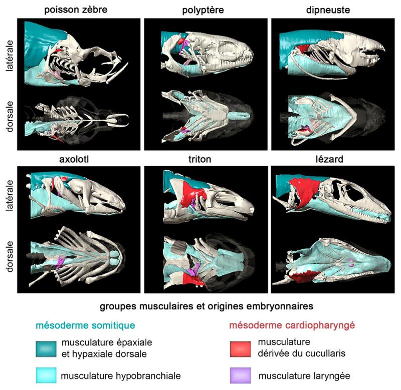 Groupes musculaires et origines embryonnaires