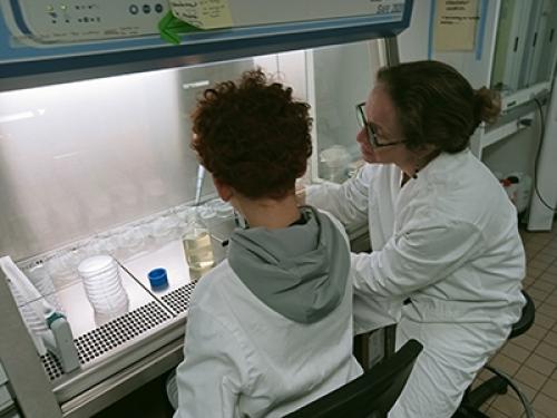Stage en laboratoire