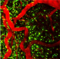 imagerie intravitale par absorption multiphotonique