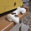 Environnement - Abeilles, comportements et apiculture
