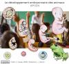 Biologie - Le développement embryonnaire des animaux