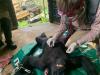 soins donnés à un singe